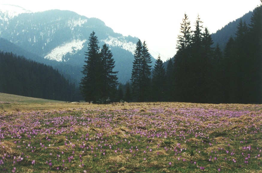 Dolina Kocieliska